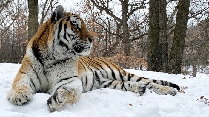 Putin, Harimau Amur