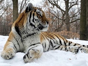 Warga Bengkalis Kembali Temukan Jejak Harimau Dekat Pemukiman
