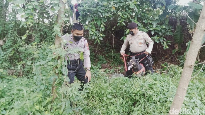 Anjing pelacak dikerahkan ke lokasi penemuan mayat wanita telanjang dada di tepi jalan Yogya-Solo, Delanggu, Klaten, Sabtu (26/3/2022).