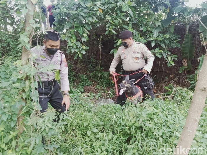 Anjing pelacak dikerahkan ke lokasi penemuan mayat wanita telanjang dada di tepi jalan Yogya-Solo, Delanggu, Klaten, Sabtu (26/3/2022).