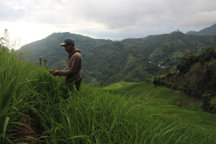 Areal persawahan Pulu Mandoti