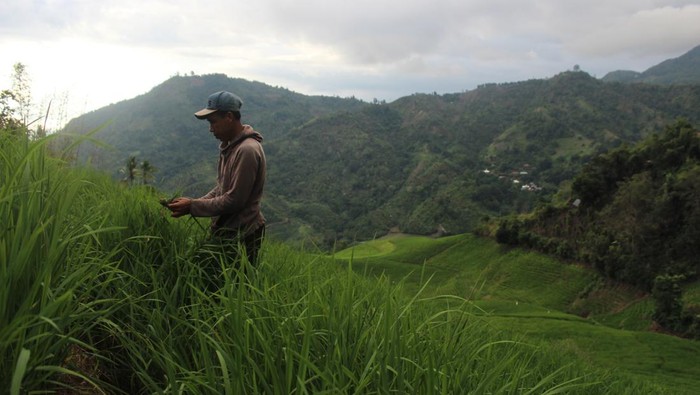 Areal persawahan Pulu Mandoti