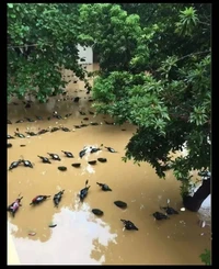 Foto mengecoh mata