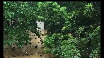 Miirp bebek yang lagi berenang. Foto: reddit.com/confusing_perspective