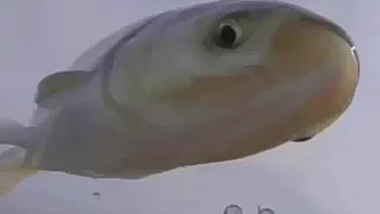 Ikan raksasa. Foto: reddit.com/confusing_perspective
