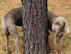 Jangan Sekali Lihat, Foto Ini Benar-benar Mengecoh Mata