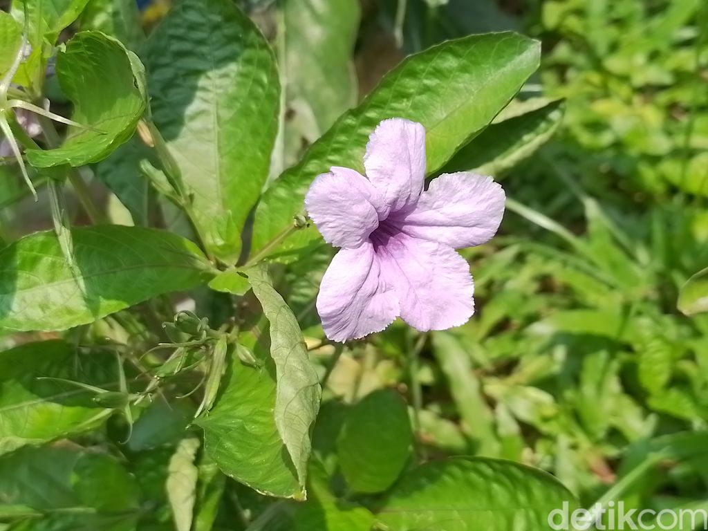 Galaxy A03