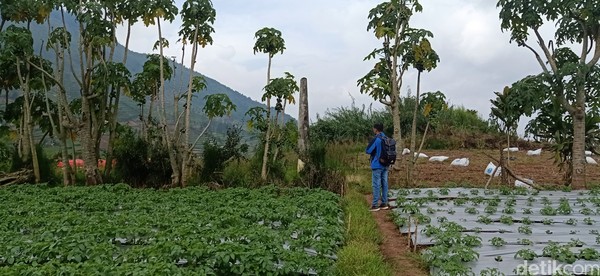 Isnurhadi mengatakan tanah longsor di Dusun Legetang terjadi malam hari saat musim hujan. Tanah longsor itu mengakibatkan semua warga di dusun tersebut tewas tertimbun. Isnurhadi mengatakan tanah longsor di Dusun Legetang terjadi malam hari saat musim hujan. Tanah longsor itu mengakibatkan semua warga di dusun tersebut tewas tertimbun.