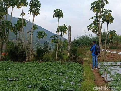 Lokasi Dusun Legetang, Dieng, dan lenyap dalam semalam 67 tahun silam, Sabtu (26/3/2022).