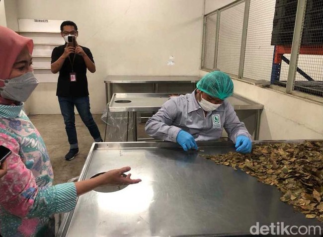 Yuliantini memperlihatkan proses daun kemuning kering yang akan diolah tim Riset dan Development (RnD). Selanjutnya proses bahan melalui proses pencucian dengan menggunakan air mengalir agar lebih steril. Supaya pencuciannya sempurna. Kemudian ditiriskan dan proses oven sekitar 60 derajat. Setelah itu diperiksa kembali oleh QC, tuturnya. Foto: Gresnia/Wolipop.