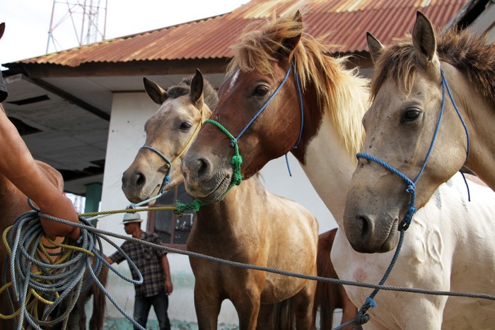 Pedagang kuda menunggu pembeli di Pasar Hewan Tolo, Kabupaten Jeneponto, Sulawesi Selatan, Sabtu (26/3/2022). Pasar hewan yang digelar setiap hari Sabtu tersebut menjadi tempat jual beli ratusan ekor kuda dengan harga Rp6 juta - Rp30 juta per ekor tergantung jenis dan ukuran badannya. ANTARA FOTO/Arnas Padda/nym.