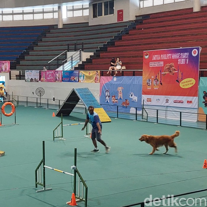 Puluhan Anjing Berbagai Ras Adu Bakat hingga Talent Show