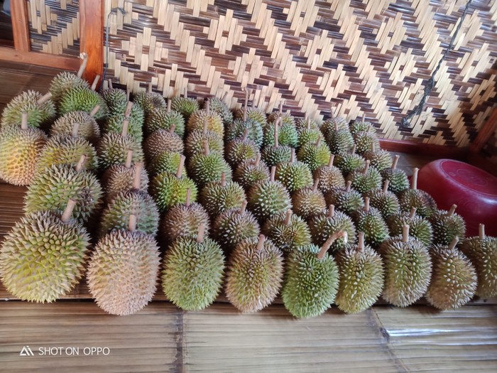 Suku Baduy sedang panen durian
