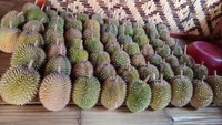Traveler yanf akan berkunjung ke Baduy untuk mencicipi durian diminta untuk menghargai hukum adat yang berlaku. Hal ini karena, warga Baduy dalam tengah melaksanakan tradisi Kawalu. Sehingga, wisatawan diminta hanya boleh datang ke Baduy luar saja.