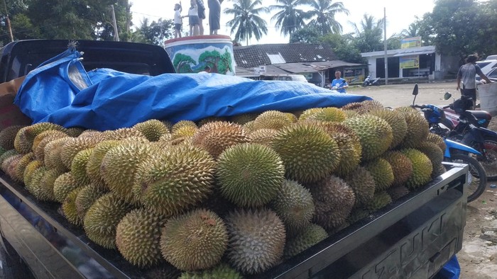 Suku Baduy sedang panen durian