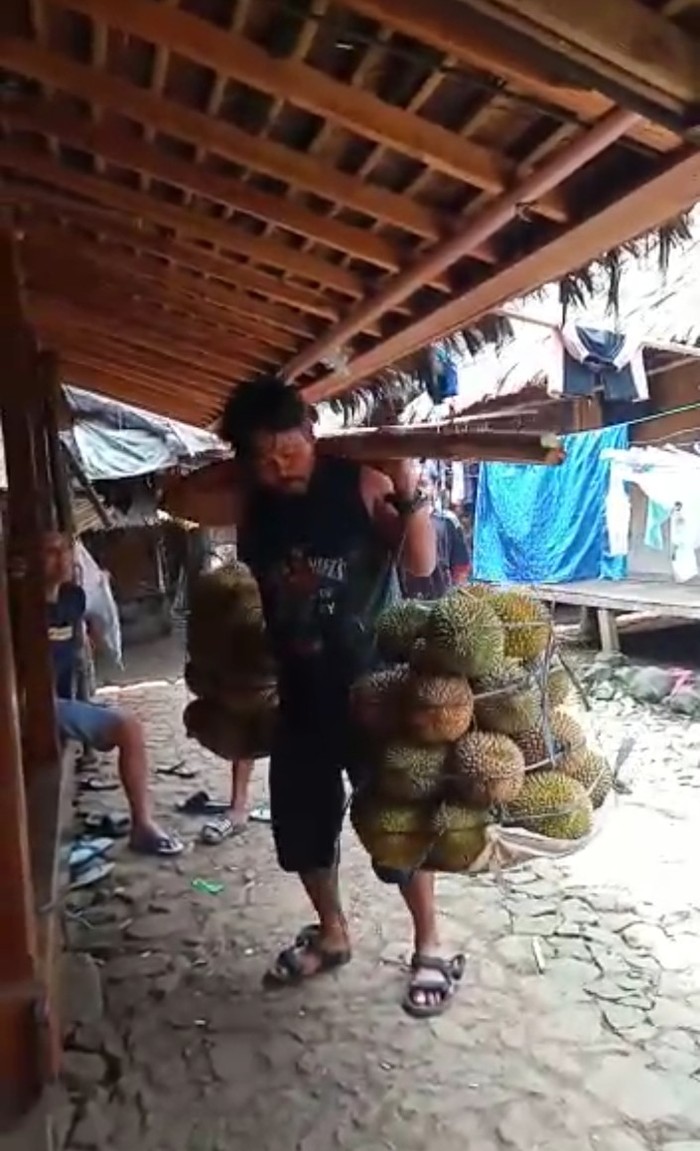 Suku Baduy sedang panen durian Suku Baduy sedang panen durian