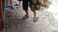Panen kali ini menghasilkan buah berkualitas baik. Rasanya manis dan mempunyai daging durian yang tebal.