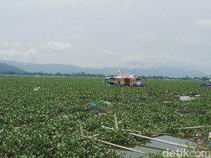 Eceng Gondok Rawa Jombor Klaten Bikin Pusing Nelayan
