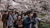 Bunga sakura yang bermekaran di kawasan Tokyo membuat kota itu tampak berubah warna menjadi merah muda. 