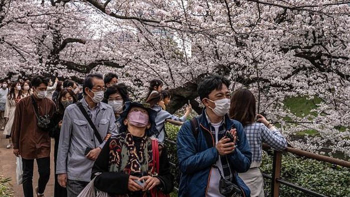 Bunga sakura bermekaran di kawasan Tokyo, Jepang. Pemandangan bunga sakura yang bermekaran membuat ibu kota Jepang itu kian menawan. Ini penampakannya.