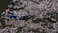 Melansir Getty Images, sudah menjadi tradisi bagi orang-orang Jepang untuk menikmati pemandangan bunga sakura yang bermekaran.