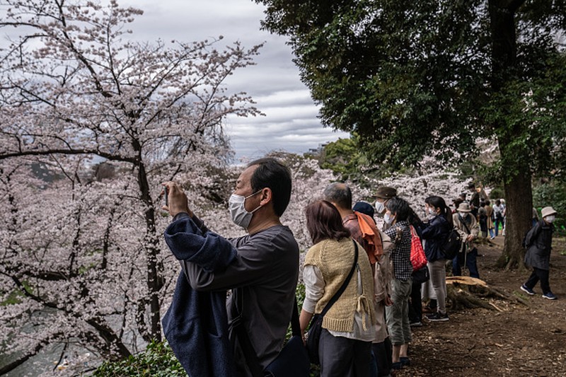 Bunga sakura bermekaran di kawasan Tokyo, Jepang. Pemandangan bunga sakura yang bermekaran membuat ibu kota Jepang itu kian menawan. Ini penampakannya.