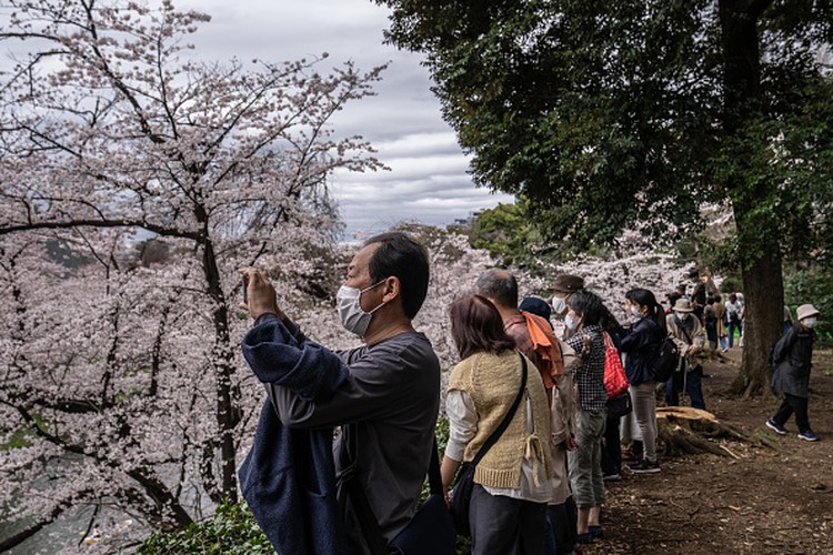 Potret Tokyo yang Kian Menawan Kala Bunga Sakura Bermekaran Bunga sakura bermekaran di kawasan Tokyo, Jepang. Pemandangan bunga sakura yang bermekaran membuat ibu kota Jepang itu kian menawan. Ini penampakannya.