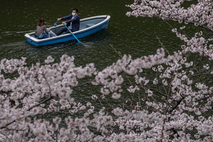 Bunga sakura bermekaran di kawasan Tokyo, Jepang. Pemandangan bunga sakura yang bermekaran membuat ibu kota Jepang itu kian menawan. Ini penampakannya.