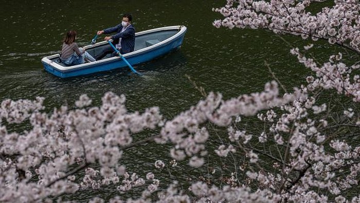 Bunga sakura bermekaran di kawasan Tokyo, Jepang. Pemandangan bunga sakura yang bermekaran membuat ibu kota Jepang itu kian menawan. Ini penampakannya.
