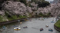 Bunga-bunga sakura tampak bermekaran di sisi danau yang berada di kawasan Tokyo, Jepang, Minggu (27/3/2022).