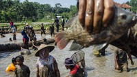 Sejumlah warga mengikuti tradisi Ngagubyag Balong atau menangkap ikan di Desa Utama, Kabupaten Ciamis, Jawa Barat, Minggu (27/3/2022).