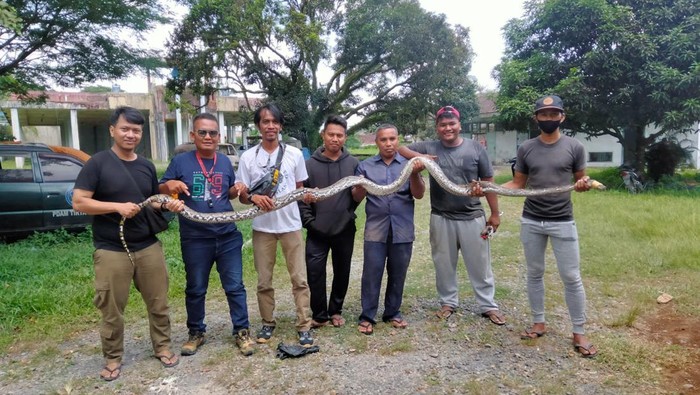 Warga Tanjungbalai Sumut tangkap ular piton ukuran 4 meter