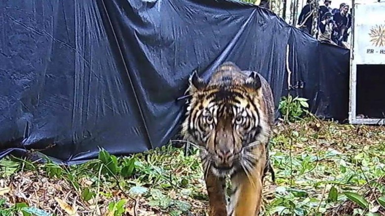 BKSDA Riau lepasliarkan harimau sumatera yang ditangkap warga BKSDA Riau lepasliarkan harimau sumatera yang ditangkap warga
