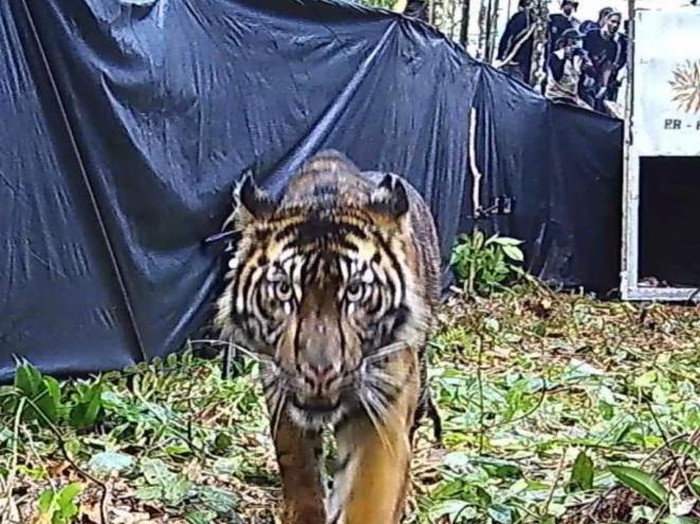 BKSDA Riau lepasliarkan harimau sumatera yang ditangkap warga