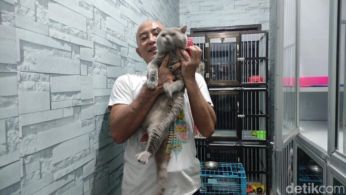 breeding kucing sidoarjo