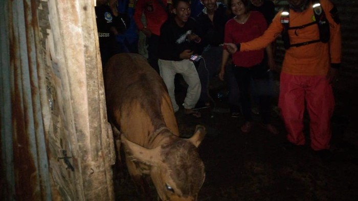 Damkar evakuasi anak sapi yang tercebur ke dalam sumur di Bogor