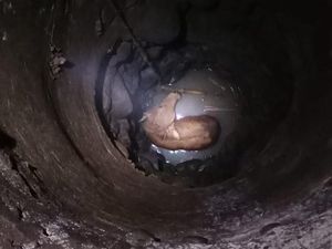 Anak Sapi Milik Warga di Bogor Loncat ke Sumur, Damkar Evakuasi