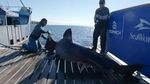 Potret Scot, Hiu Seberat 725 Kg di Pantai Teluk Florida