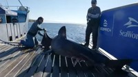 Scot adalah hiu jantan dewasa yang memiliki panjang 3,6 meter dan berat 725 kg. (Ocearch/Youtube)