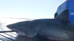 Potret Scot, Hiu Seberat 725 Kg di Pantai Teluk Florida