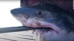 Potret Scot, Hiu Seberat 725 Kg di Pantai Teluk Florida
