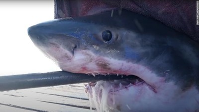 Potret Scot, Hiu Seberat 725 Kg di Pantai Teluk Florida