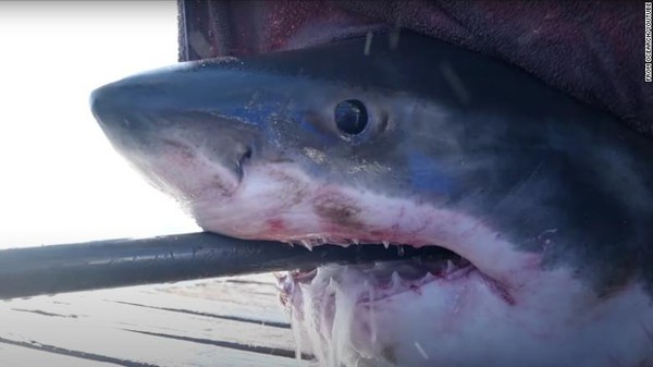 Scot menjadi hiu ke 74 yang dilepaskan di Samudra Atlantik Barat Laut.  (Ocearch/Youtube/CNN)