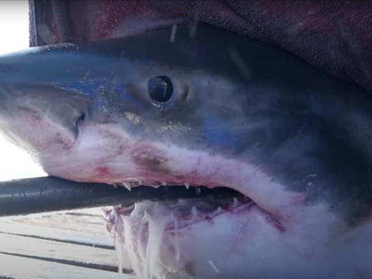 Potret Scot, Hiu Seberat 725 Kg di Pantai Teluk Florida
