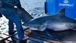 Potret Scot, Hiu Seberat 725 Kg di Pantai Teluk Florida
