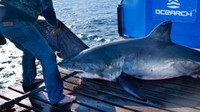 Scot sendiri pertama kali ditandai pada September 2021. Dia sudah melakukan perjalanan sejauh 3.910 mil ke Pantai Timur dalam 119 hari.  (Ocearch/website)