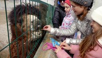 Mengutip Reuters, kebun binatang yang berada di wilayah Odessa, Ukraina, itu telah kembali dibuka untuk pengunjung.