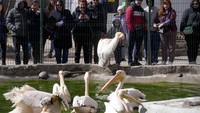 Sebelumnya, kebun binatang itu sempat tutup imbas invasi Rusia ke Ukraina.