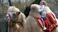 Selain memberi makan, anak-anak juga dapat menaiki unta di kebun binatang yang berada di wilayah Odessa, Ukraina, tersebut.  