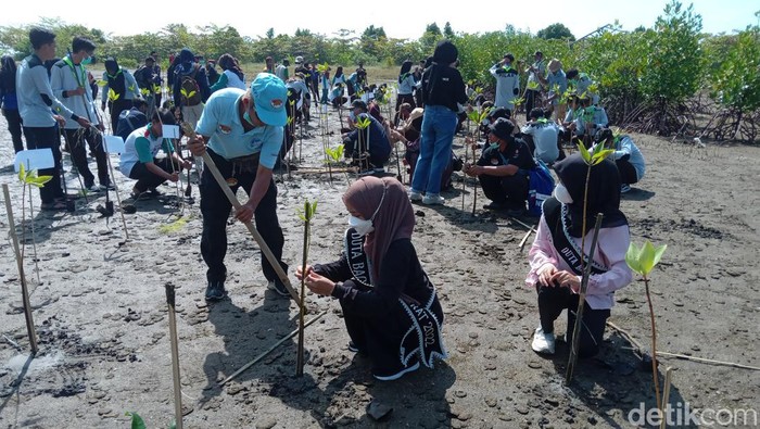 Penanaman bibit mangrove.